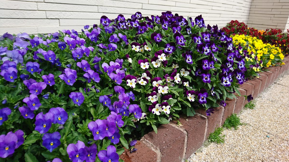 花壇と寄せ植えを作成しました 玉穂木材工業株式会社