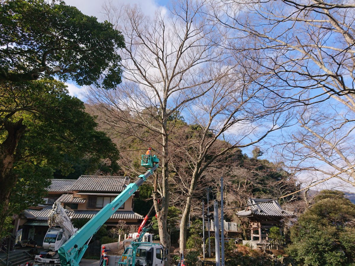 御殿場市枝おろし