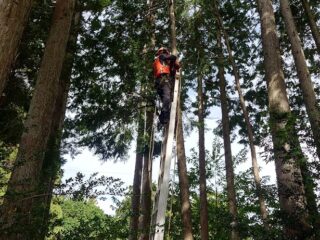 御殿場市：立木伐採作業