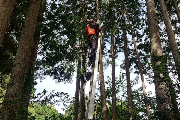 御殿場市：立木伐採作業